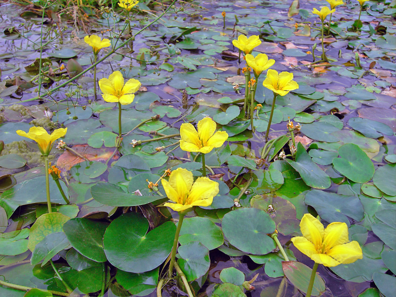 Preview: Nymphoides peltata - gelbe Seekanne